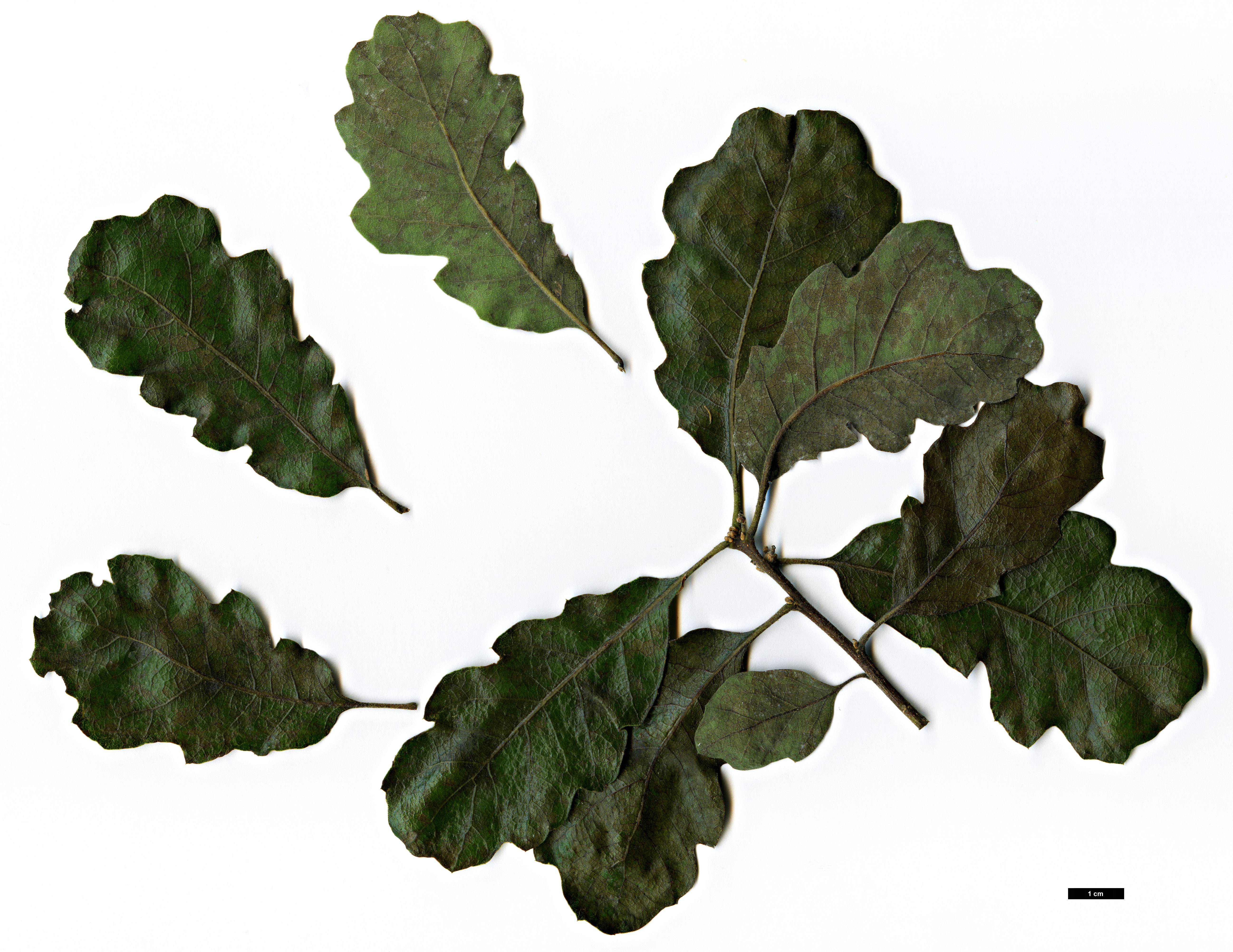 High resolution image: Family: Fagaceae - Genus: Quercus - Taxon: ×macdonaldii (Q.lobata × Q.pacifica)